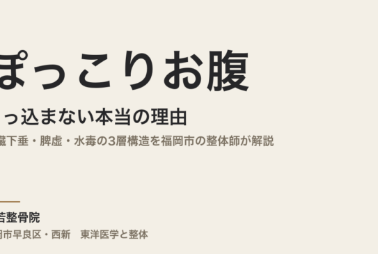 ぽっこりお腹が引っ込まない本当の理由｜内臓下垂・脾虚・水毒の3層構造を福岡市の整体師が解説